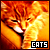 Katzen